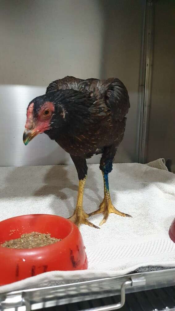 "כל בעל חיים עובר טיפול והשקעה יומיומית" // צילום: חוות החופש